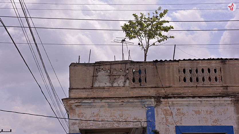 arboles 