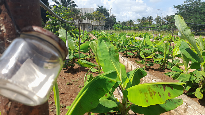  plantacion
