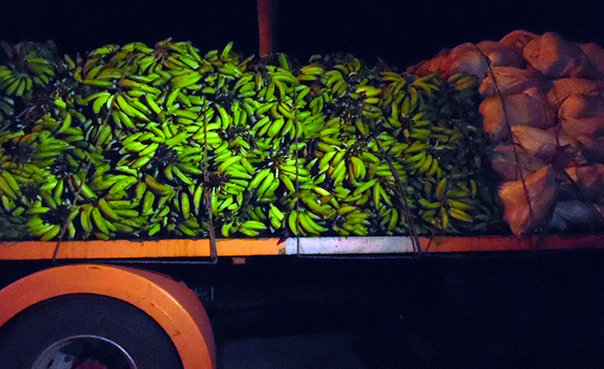  platanos