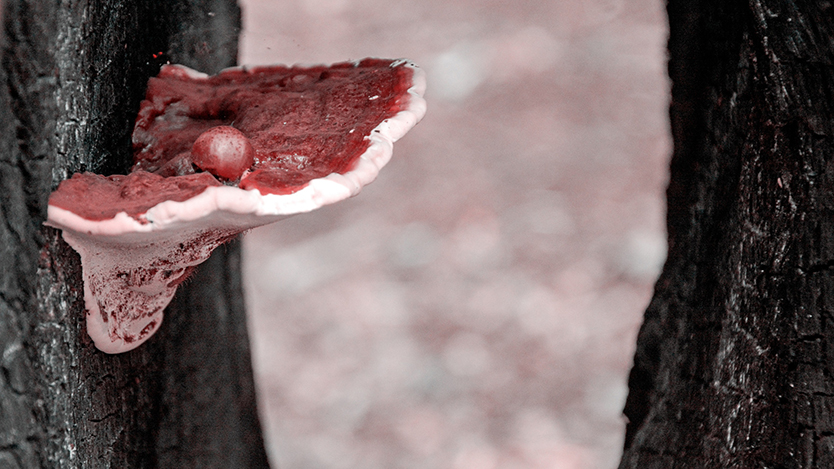  fungi