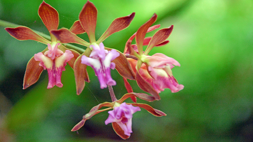  orquidea
