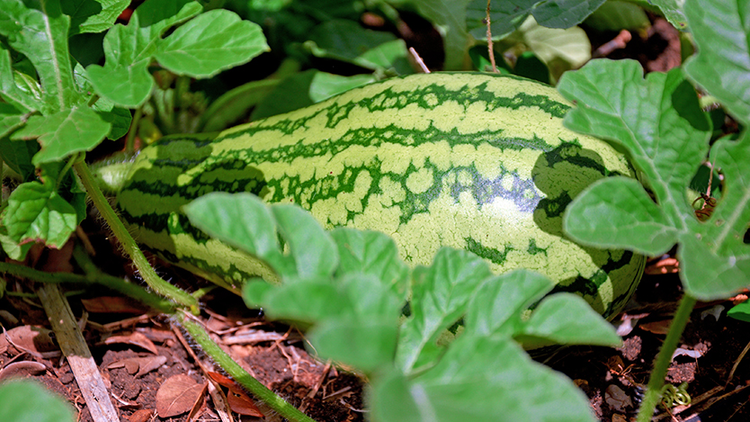  sandia