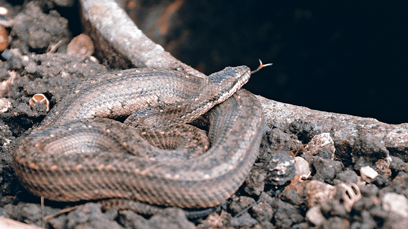 serpiente