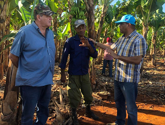 la cuba platanos