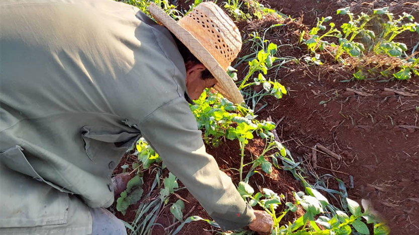 Agricultura