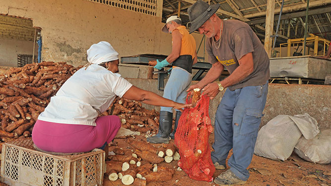  alimentaria yuca