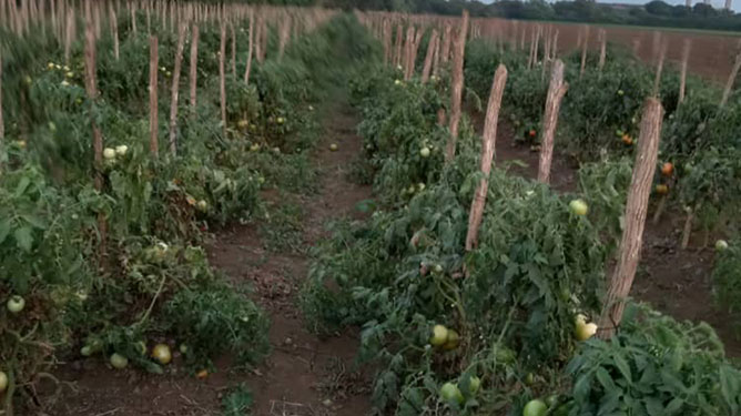  tomates