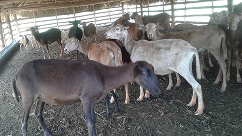 animales
