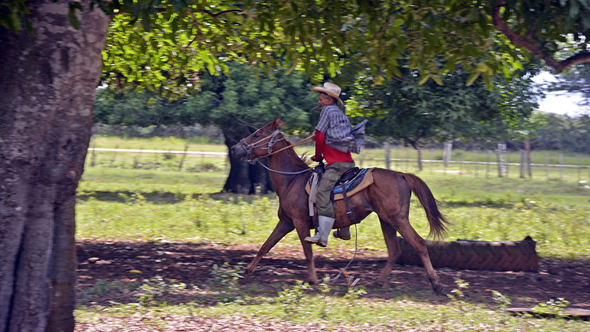  ganado