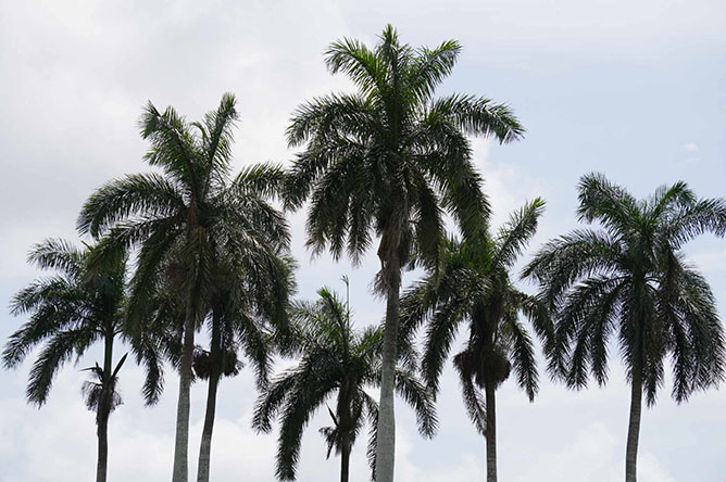  palmar