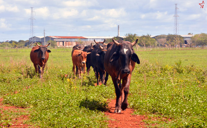 vaca