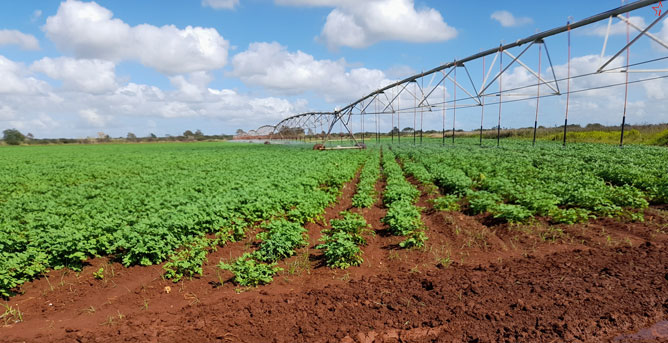 campo de papa
