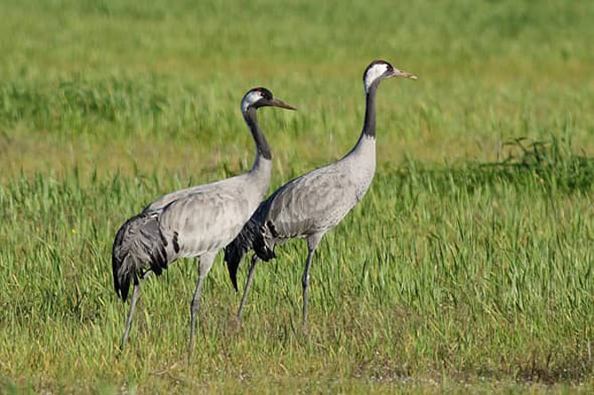 aves