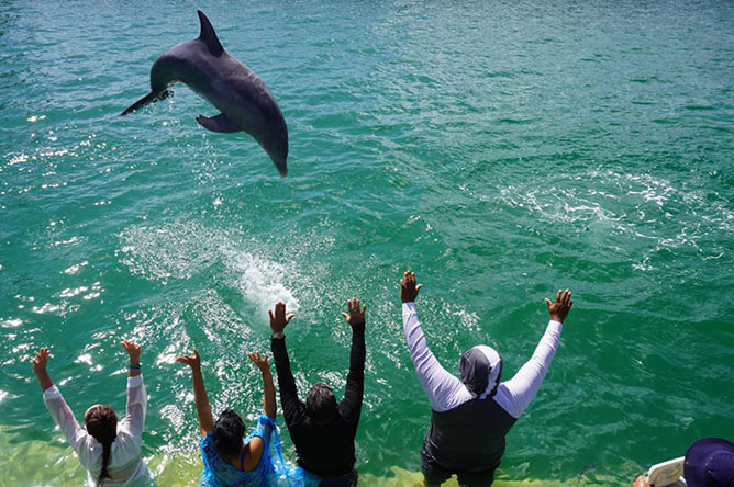 delfin