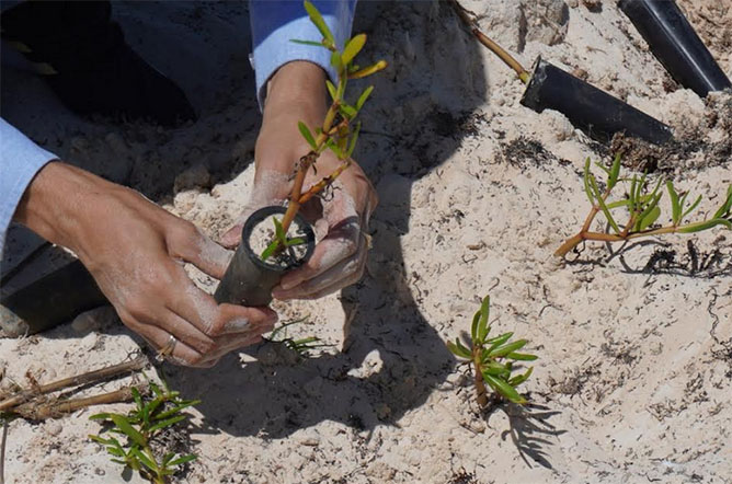  plantas