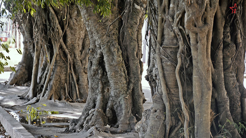  arbol