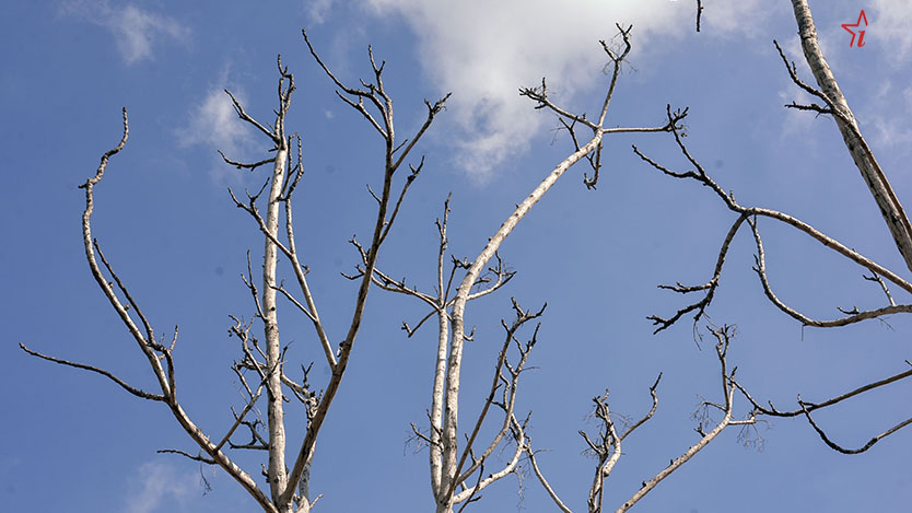  arbol