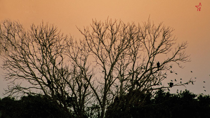 arbol