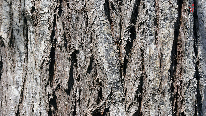  arbol
