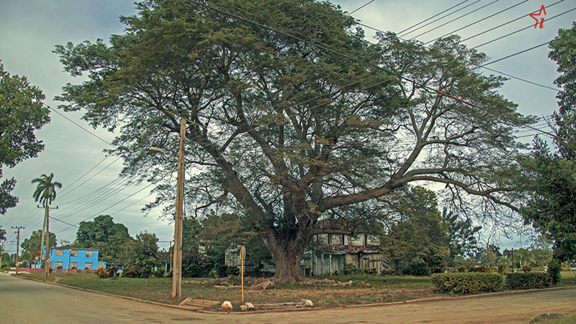  arbol