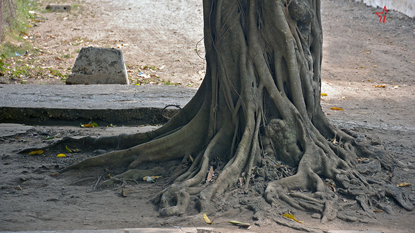 arbol