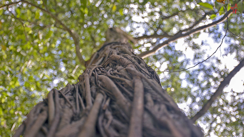  arbol
