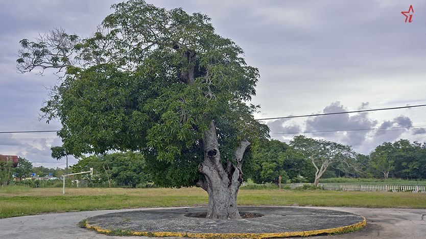  arbol
