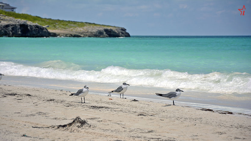  playa