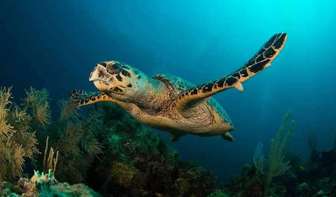  tortuga