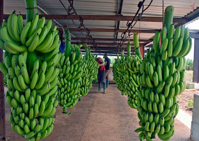 platano