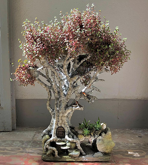  bonsai