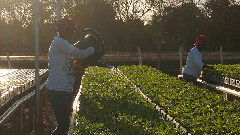  vivero 