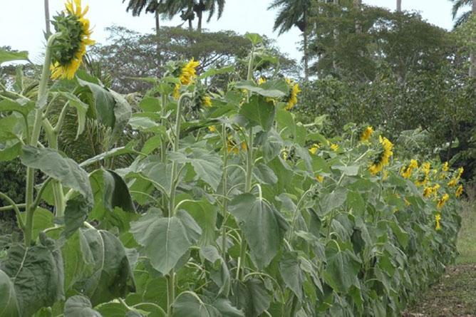  girasol