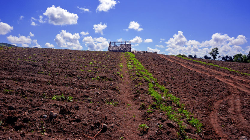 Las lluvias de las últimas semanas atrasaron los semilleros de tabaco. Foto: Michel Guerra