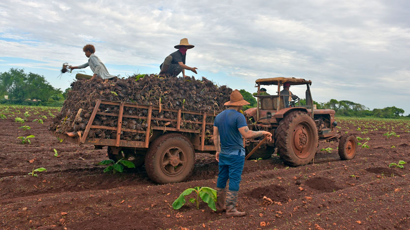 Se obtienen discretos resultados en la incorporación de los jóvenes en edad laboral al trabajo. Foto: Michel Guerra