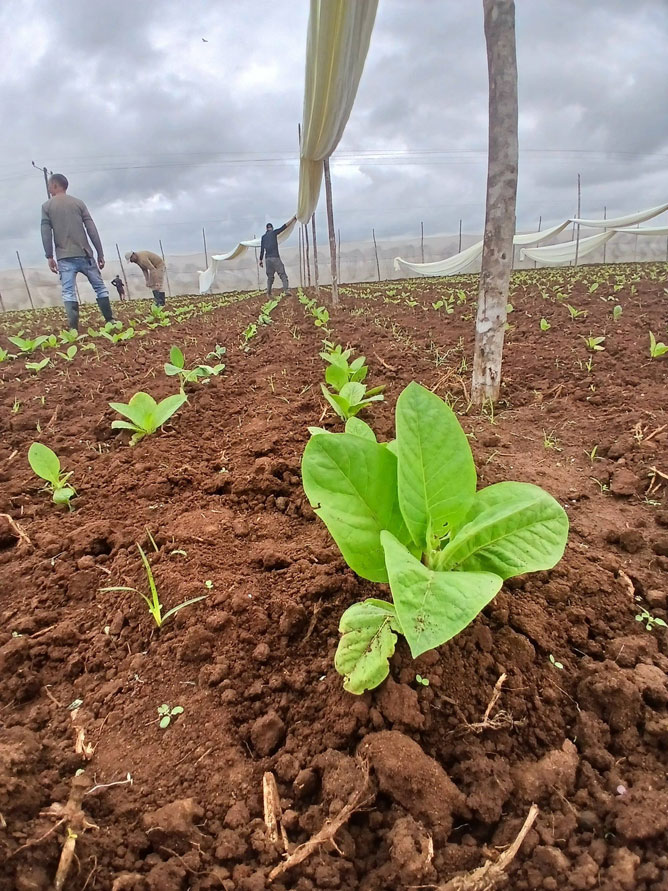 LÍDERES 2 Carnes D Tres tabaco n