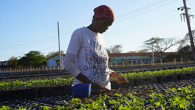 Vivero Tecnificado El Júcaro 2