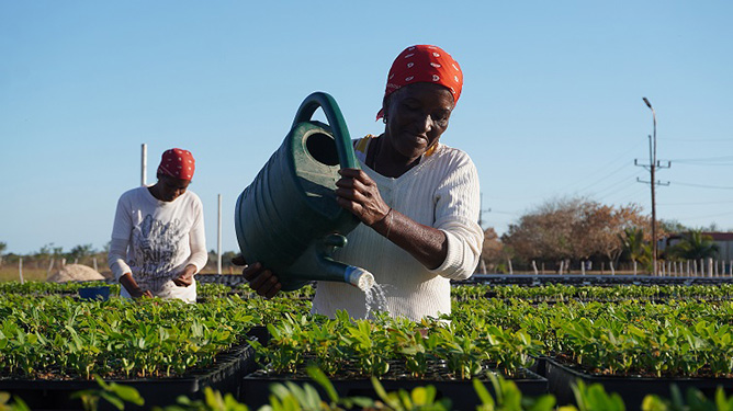 Vivero Tecnificado El Júcaro