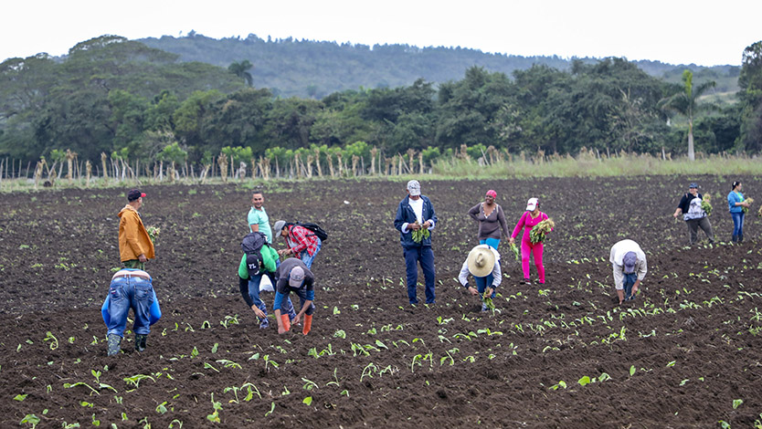 Trabajos voluntarios y productivos en los que intervienen representantes de las organizaciones políticas y de masas, una constante en Ciego de Ávila a la que también aporta la ANAP. Foto: Michel Guerra