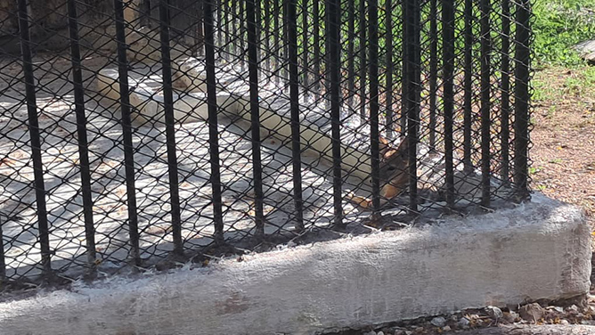 zoo33