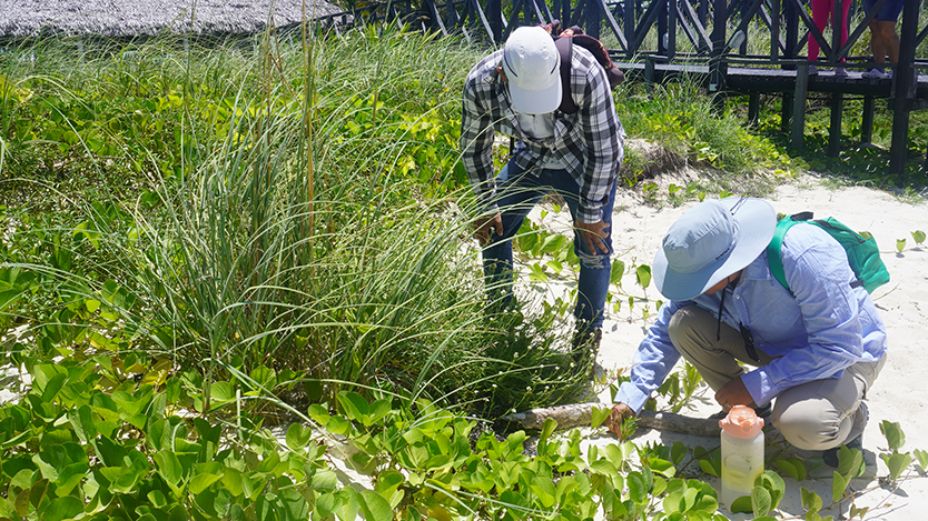 Jóvenes investigadores del Centro de Ingeniería Ambiental y Biodiversidad de Ciego de Ávila intervienen en la rehabilitación de dunas costeras. Fotos: Román