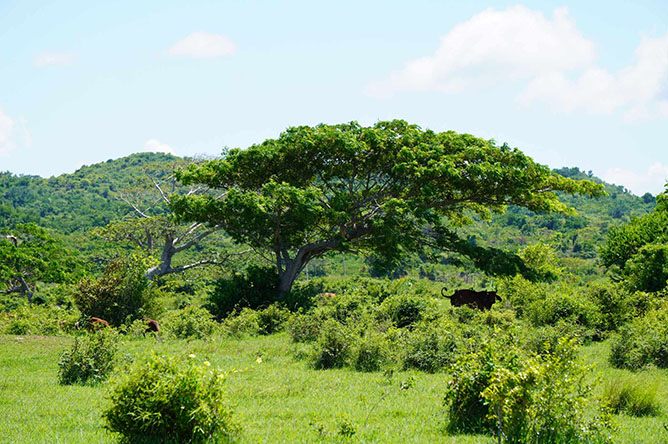  campo